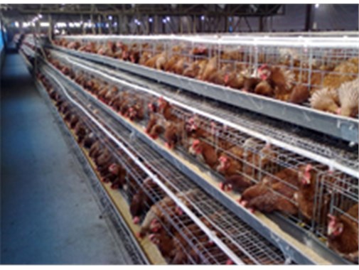 养鸡设备如何提高养鸡的效率